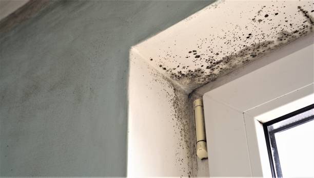 Environmental Consulting for Mold Prevention in Stanton, TX