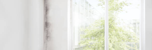 Reliable Stanton, TX Mold Removal Solutions